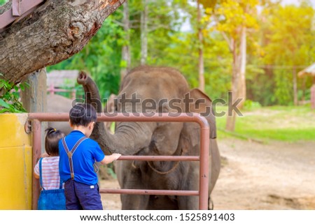 Little boy and girl looking at elephants in zoo. Friendly elephant made friends with people. Copy sapce.