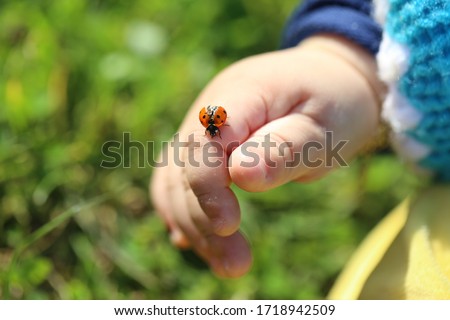 A little boy in the hands of the ladybug. Ladybug crawling on the child's hand