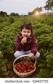 Little boy having fun on strawberry farm. Cute boy child eating healthy organic food, fresh berries. Fresh picked strawberries in a basket on the strawberry plantation
