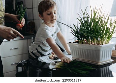 little boy helping his grandmother to pick fresh onion. Home container vegetables gardening concept - Powered by Shutterstock