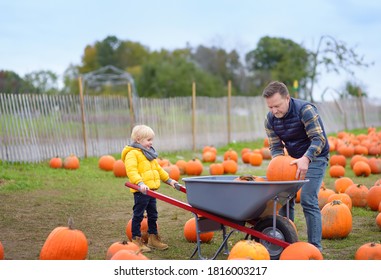 Little Boy And His Father On A Pumpkin Farm At Autumn. Family With Child Hold A Wheelbarrow With Pumpkins. Pumpkin Is Traditional Vegetable Used During Holidays - Halloween And Thanksgiving Day