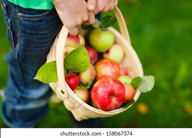 Little boy holding a basket with red apples
