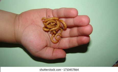 A Little Boy Holding Mealworms, Reptile Live Food, Insects.
Kid Wants To Become An Exotic Vet Or Biologist.
Stages Of A Mealworm, Larva.
Superworms On The Hand, Super Worm. 
Life Cycle Of Meal Worms