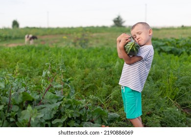 A Little Boy Keeps A Large Squash In His Home Garden. The Kid Is Engaged In Gardening And Harvesting. The Concept Of Healthy, Environmentally Friendly Food, Self-grown Crops.