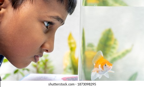 Little Boy, Kid Watching The Fish Swimming In Fish Tank, Children Enjoying His Pet Fish