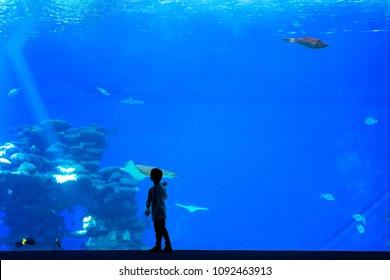 Little Boy, Kid Watching The Shoal Of Fish Swimming In Oceanarium