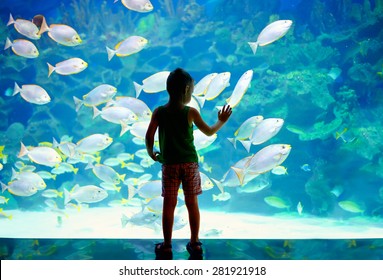 Little Boy, Kid Watching The Shoal Of Fish Swimming In Oceanarium