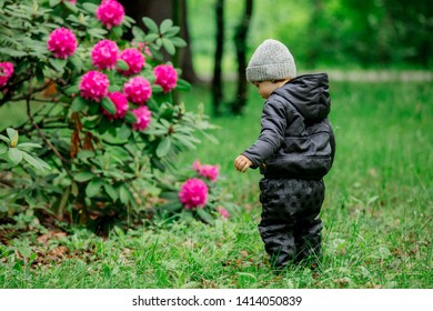 little boy near bush with flwoers in a garden 