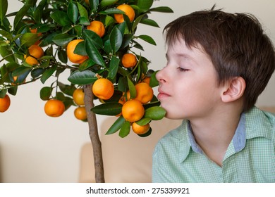 Little Boy Near Small Tangerine Tree Branch Indoors