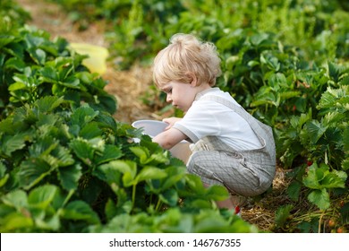 Little boy  on organic strawberry farm in summer, picking berries