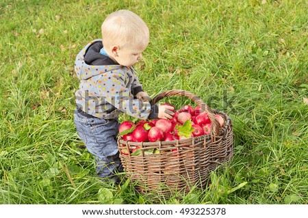 Similar – Portrait of happy kid putting apples in wicker basket