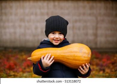 Little boy picking pumpkins. Child playing in field of squash. Kids pick ripe vegetables on a farm in Thanksgiving holiday season. Family with children having fun in autumn