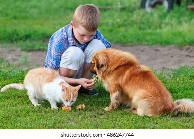 Little Boy In A Plaid Shirt Feeds Homeless Cat And Redhead Stray Dog In The Yard