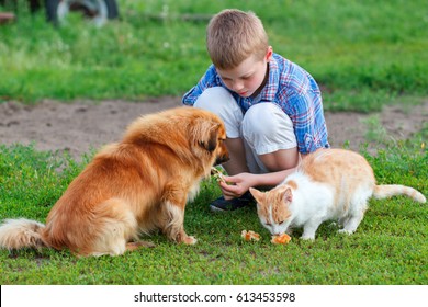 Little Boy In A Plaid Shirt Feeds Homeless Cat And Redhead Stray Dog In The Yard