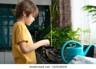 Little boy planting seedlings at home. An independent child is busy with a hobby with potted plants. Lifetime concept.