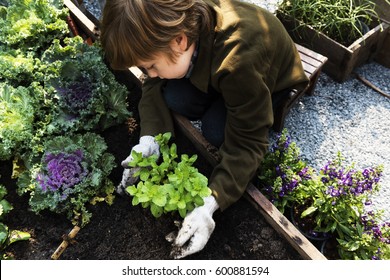 Little boy planting vegetable from backyard garden - Powered by Shutterstock