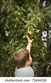 Little Boy Reaching Up To Pick Pear From Tree