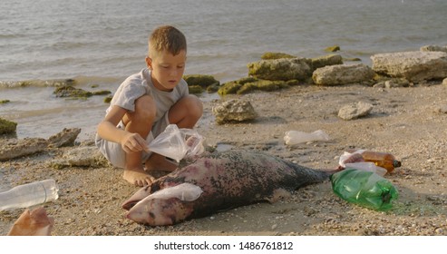 A little boy removes plastic bags from a dead dolphin lying on the beach. Environmental disaster concept.