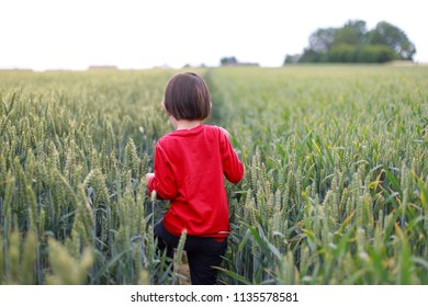 Little Boy Running Inside Barley Field.having Fun In The Summer Time