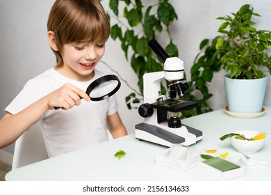A little boy studies plants with a microscope and a magnifying glass, back to school, schoolboy, ecology, earth day. - Shutterstock ID 2156134633