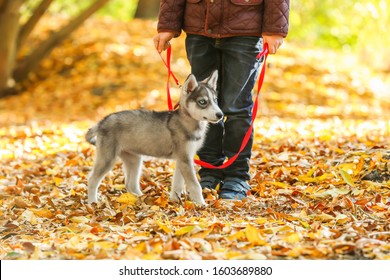 Little boy walking with cute husky dog in autumn park - Shutterstock ID 1603689880