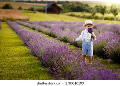 Little Boy Walking On A Lavender Field. In A Stylish Hat.