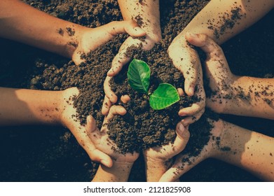 little boy's hand holding a green sapling earth day In the hands of trees planting saplings. Reduce global warming. Love the world concept. - Shutterstock ID 2121825908