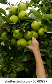 A Little Boy's Hand Picking Green Apples