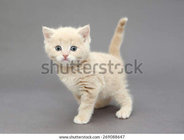 Little British Kitten Cream Color Blue Royalty Free Stock Image