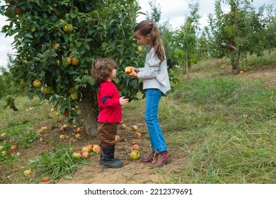 Little Brother Big Sister Apple Orchard Stock Photo 2212379691 ...