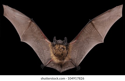 Little Brown Bat