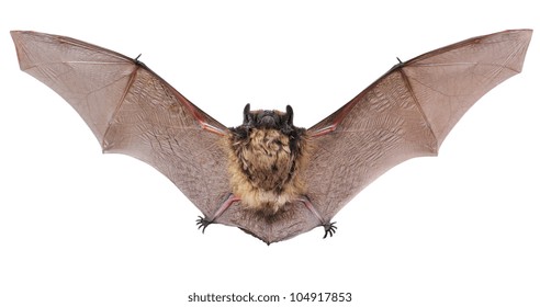 Little Brown Bat