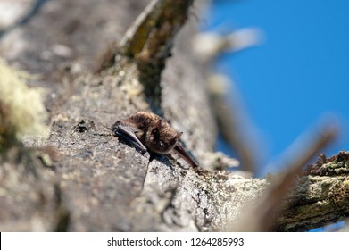 Little Brown Bat (Myotis lucifugus), Vancouver Island