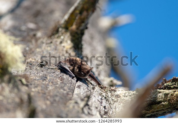 Little\
Brown Bat (Myotis lucifugus), Vancouver\
Island