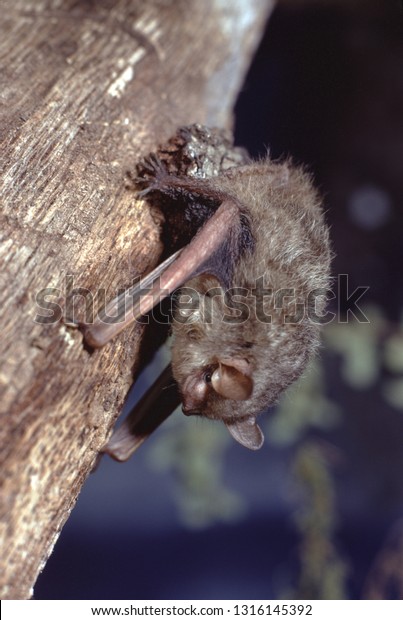 Little Brown Bat (Myotis\
Lucifugus)