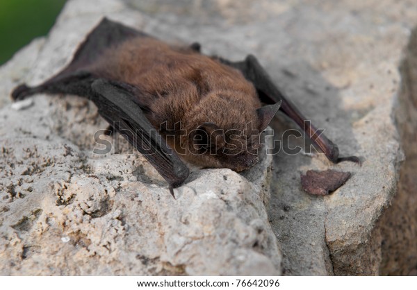 Little\
Brown Bat (Myotis lucifugus) - side to\
viewer
