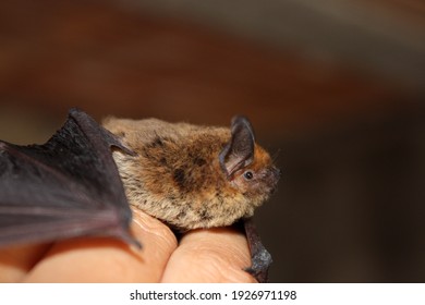 Little brown bat on a man hand