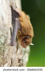 Little Brown Bat Pipistrellus Pipistrellus