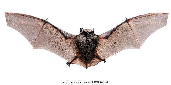 Little brown Bat, view from a back.  Isolated on white