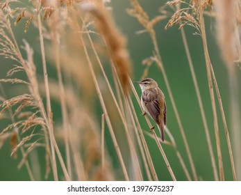 Little brown bird singing on reed . Warbler in natural environment. Sedge Warbler, Acrocephalus schoenobaenus