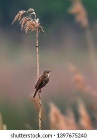 Little brown bird singing on reed . Warbler in natural environment. Sedge Warbler, Acrocephalus schoenobaenus