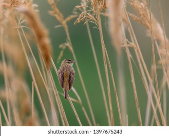 Little brown bird singing on reed . Warbler in natural environment. Sedge Warbler, Acrocephalus schoenobaenus