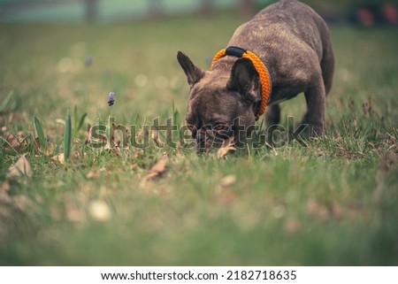 little brown dog, french bulldog sniffs in the grass, place for your content