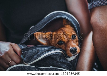 
a little brown dwarf dog sits in a bag in the hands of the hostess and looks at us