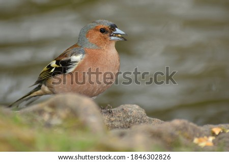 little brown finch bird in nature
