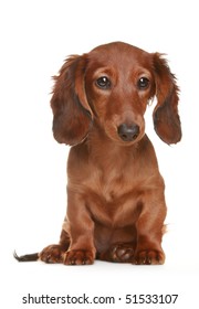 Little brown long haired Dachshund dog