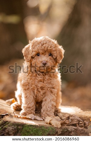 Little brown poodle. Small puppy of toypoodle breed. Cute dog and good friend. Dog games, dog training. Be my friend. One poodle in the forest.