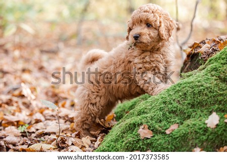 Little brown poodle. Small puppy of toypoodle breed. Cute dog and good friend. One poodle in the forest.