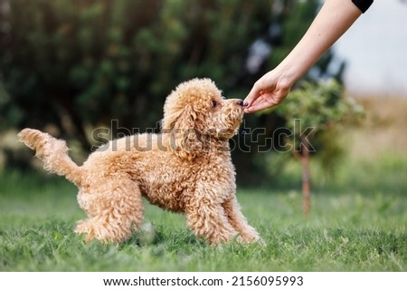 Little brown poodle. Small puppy of toypoodle breed. Cute dog and good friend. Dog games, dog training. Be my friend. The puppy gets his prize.