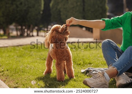 Little brown poodle. Small puppy of toypoodle breed. Cute dog and good friend. Dog games, dog training. Be my friend. The puppy gets his prize.